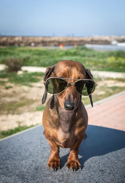 Dachshund dog with sunglasses at sea