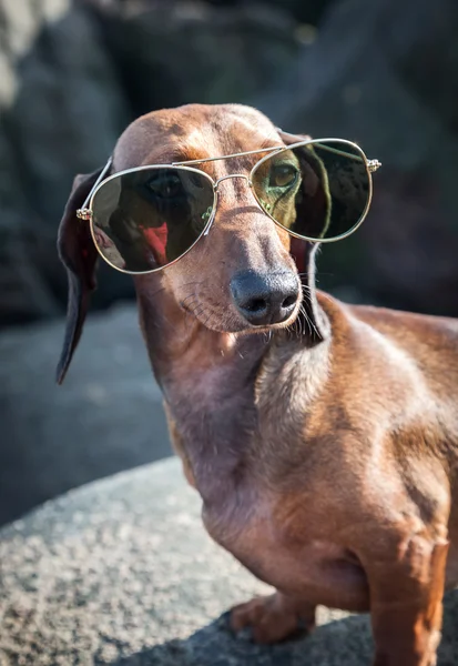 Dachshund dog with sunglasses at sea — Stock Photo, Image