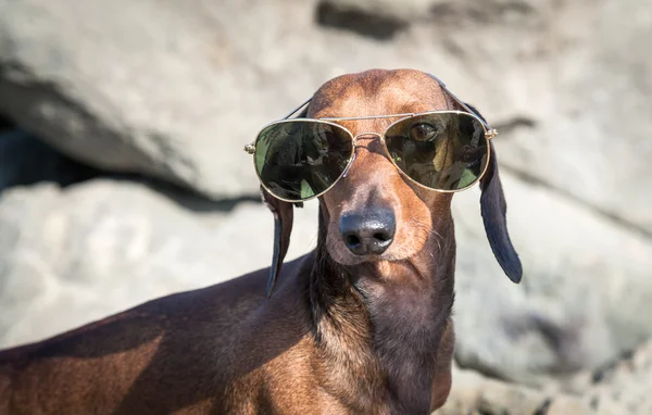 Dachshund собака в солнечных очках в море — стоковое фото