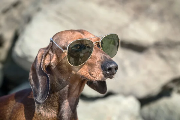 Pes jezevčík se slunečními brýlemi na moři — Stock fotografie