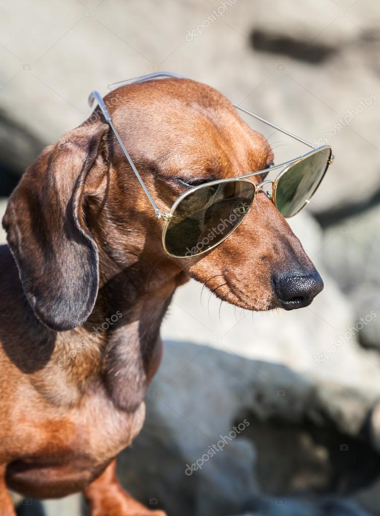 Dachshund dog with sunglasses at sea Stock Photo by