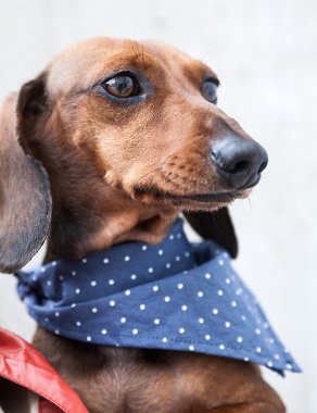 Dachshund Köpek 