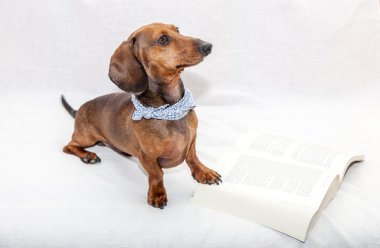 Dachshund Köpek izole beyaz kitap