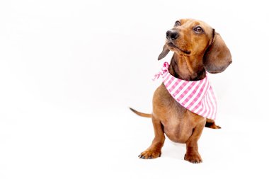 Dachshund Köpek izole