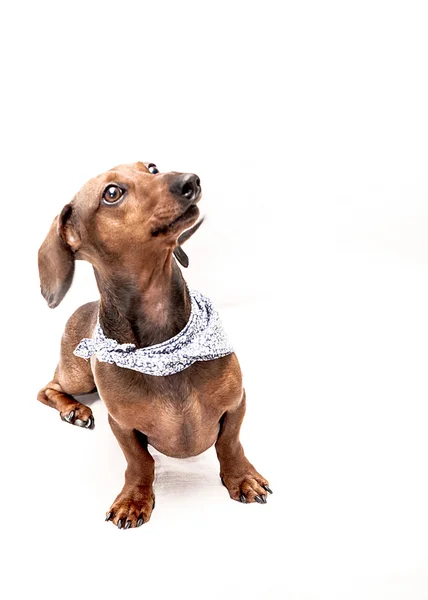 Dachshund Köpek izole — Stok fotoğraf