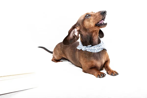 Cão dachshund isolado — Fotografia de Stock