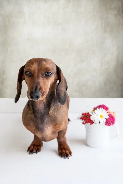 Cão dachshund isolado — Fotografia de Stock