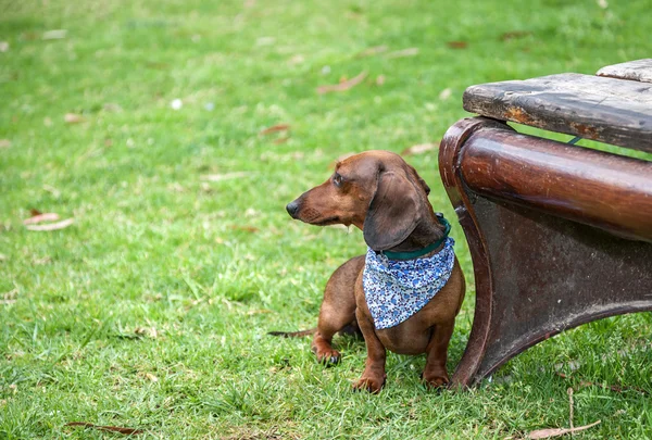 Cane bassotto sul prk — Foto Stock