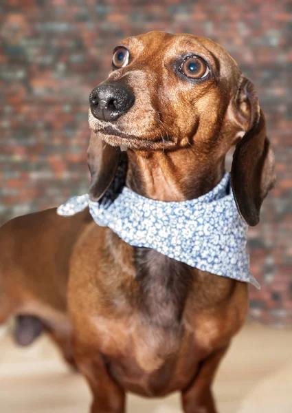 Chien teckel rouge avec lunettes de soleil ou foulards noeud papillon — Photo