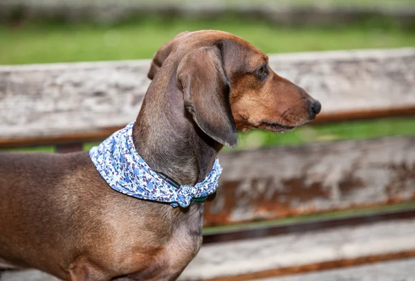 Dachshund perro aislado —  Fotos de Stock