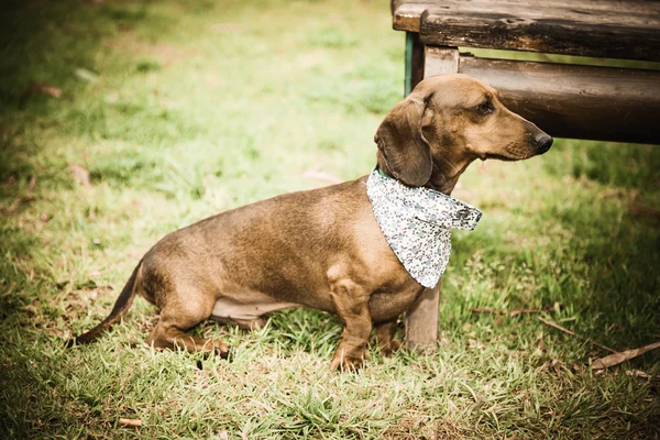 Dackelhund isoliert — Stockfoto