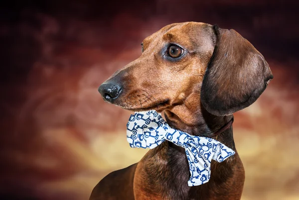 Perro salchicha rojo con gafas de sol o bufandas de pajarita —  Fotos de Stock