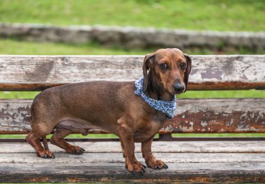 Prk Dachshund Köpek