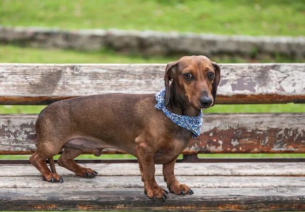 Dachshund perro en el prk —  Fotos de Stock