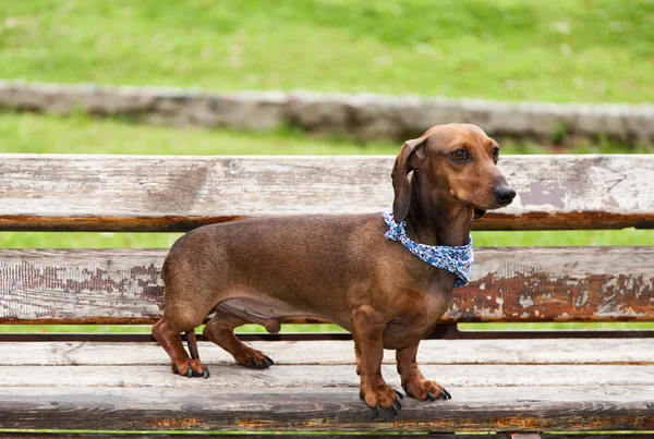 Cão dachshund isolado — Fotografia de Stock