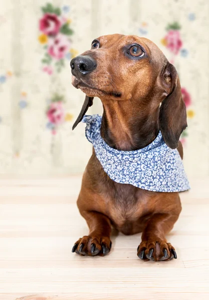 Red dachshund dog with sun glasses or bow tie scarves — Stock Photo, Image