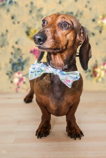 Perro salchicha rojo con gafas de sol o bufandas de pajarita —  Fotos de Stock