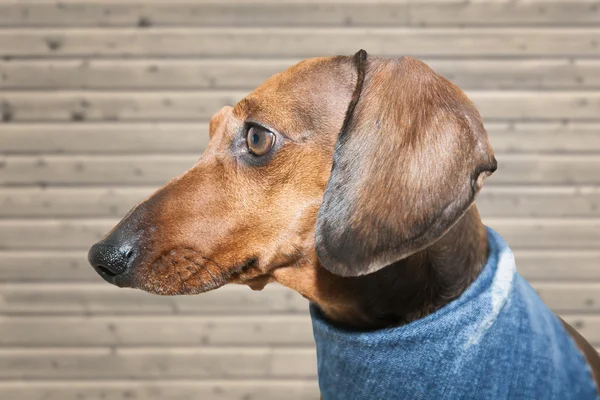 Perro salchicha rojo con gafas de sol o bufandas de pajarita —  Fotos de Stock