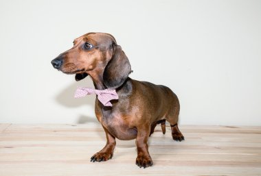 Kırmızı daksund köpek ile güneş gözlüğü ya da papyon eşarplar