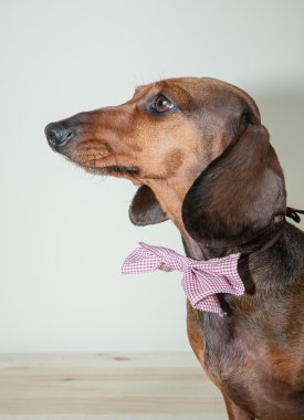 Kırmızı daksund köpek ile güneş gözlüğü ya da papyon eşarplar