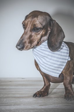 Kırmızı daksund köpek ile güneş gözlüğü ya da papyon eşarplar