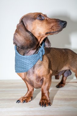 Kırmızı daksund köpek ile güneş gözlüğü ya da papyon eşarplar