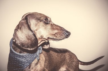 Kırmızı daksund köpek ile güneş gözlüğü ya da papyon eşarplar