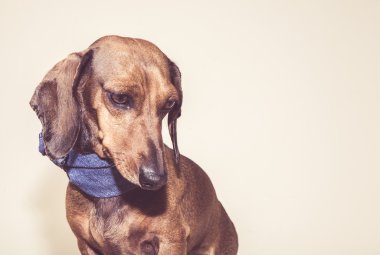 Kırmızı daksund köpek ile güneş gözlüğü ya da papyon eşarplar