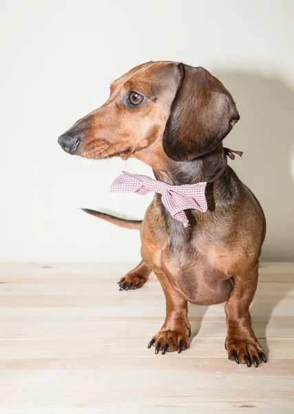 Red dachshund dog with sun glasses or bow tie scarves — Stock Photo, Image