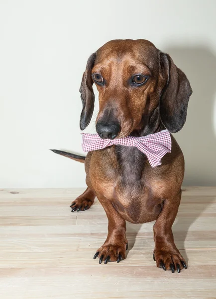 Red dachshund dog with sun glasses or bow tie scarves — Stock Photo, Image