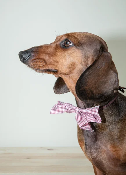 Chien teckel rouge avec lunettes de soleil ou foulards noeud papillon — Photo