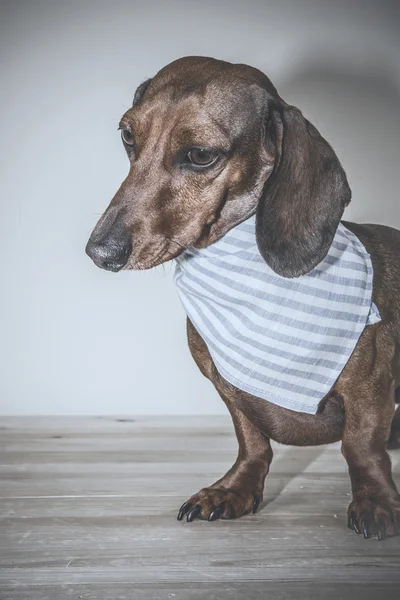 Kırmızı daksund köpek ile güneş gözlüğü ya da papyon eşarplar