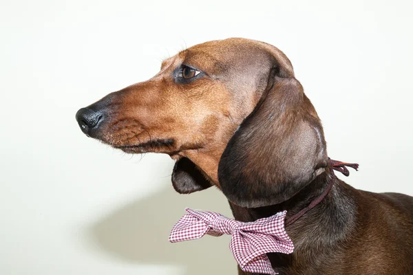 Perro salchicha rojo con gafas de sol o bufandas de pajarita —  Fotos de Stock