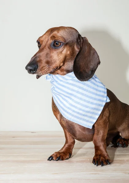 Chien teckel rouge avec lunettes de soleil ou foulards noeud papillon — Photo