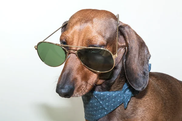 Red dachshund dog with sun glasses or bow tie scarves — Stock Photo, Image