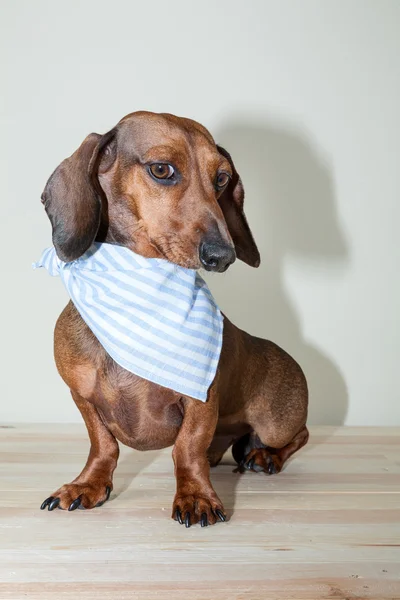 Red dachshund dog with sun glasses or bow tie scarves — Stock Photo, Image