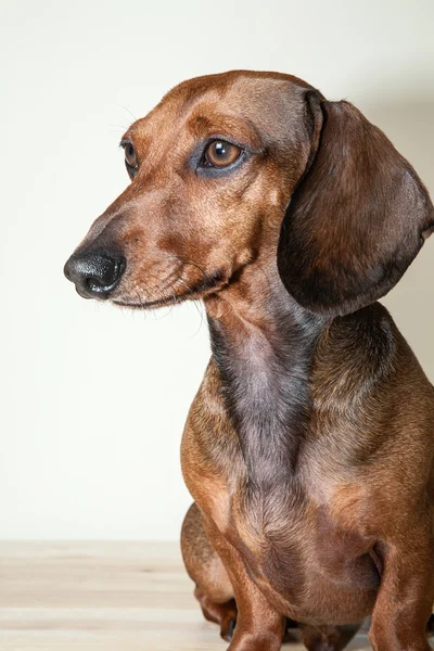 Cane bassotto rosso con occhiali da sole o sciarpe papillon — Foto Stock