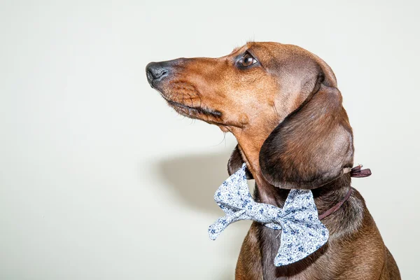Red dachshund dog with sun glasses or bow tie scarves — Stock Photo, Image