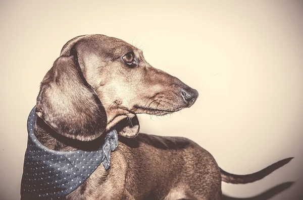 Chien teckel rouge avec lunettes de soleil ou foulards noeud papillon — Photo