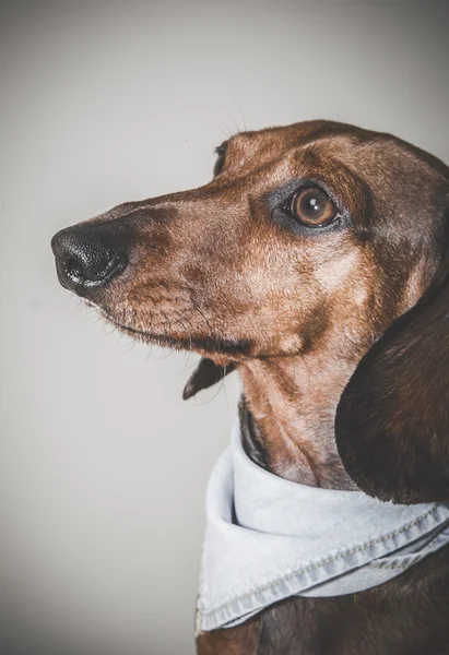 Perro salchicha rojo con gafas de sol o bufandas de pajarita —  Fotos de Stock