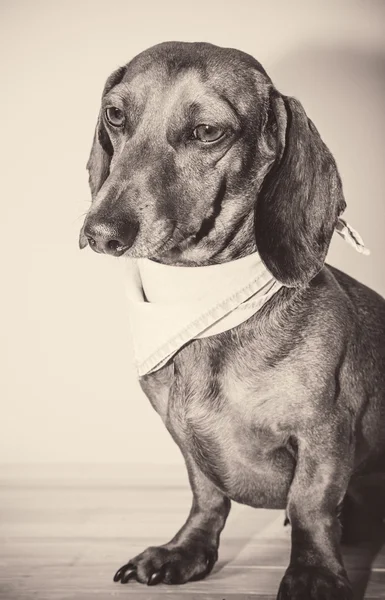 Cão dachshund vermelho com óculos de sol ou lenços gravata arco — Fotografia de Stock