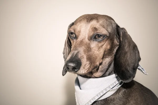 Cão dachshund vermelho com óculos de sol ou lenços gravata arco — Fotografia de Stock