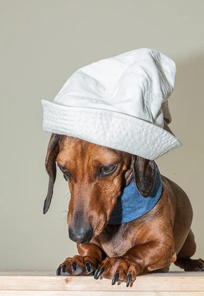 Cão dachshund vermelho com óculos de sol ou lenços gravata arco — Fotografia de Stock