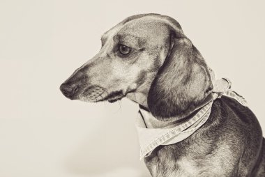 Kırmızı daksund köpek ile güneş gözlüğü ya da papyon eşarplar