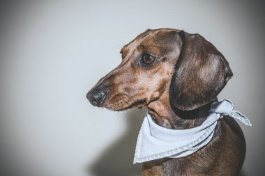 Kırmızı daksund köpek ile güneş gözlüğü ya da papyon eşarplar