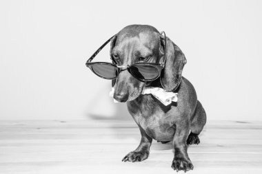 Kırmızı daksund köpek ile güneş gözlüğü ya da papyon eşarplar