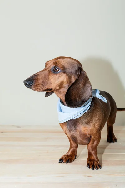 Rode teckel hond met zonnebril of strikje sjaals — Stockfoto