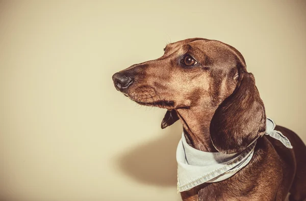 Kırmızı daksund köpek ile güneş gözlüğü ya da papyon eşarplar