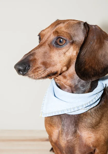 Kırmızı daksund köpek ile güneş gözlüğü ya da papyon eşarplar