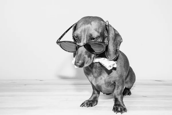 Červený jezevčík pes s sluneční brýle nebo motýlek šátky — Stock fotografie